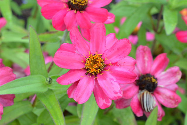 Flowers Pink PNG