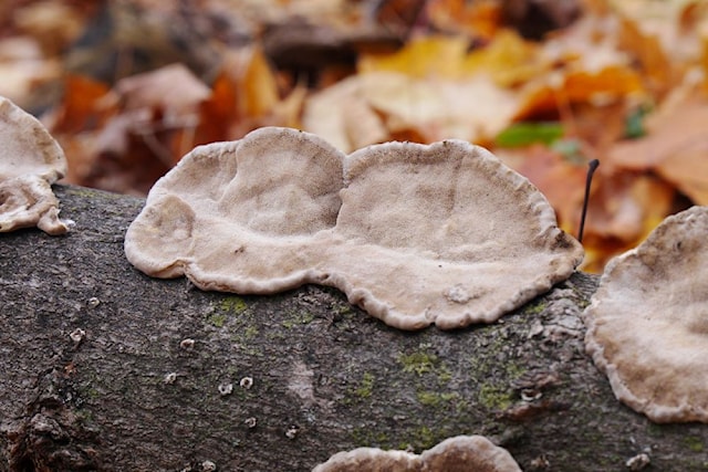 P1300726_fungus_small