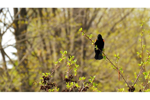 red-winged-blackbird_pond-culvert_800x450