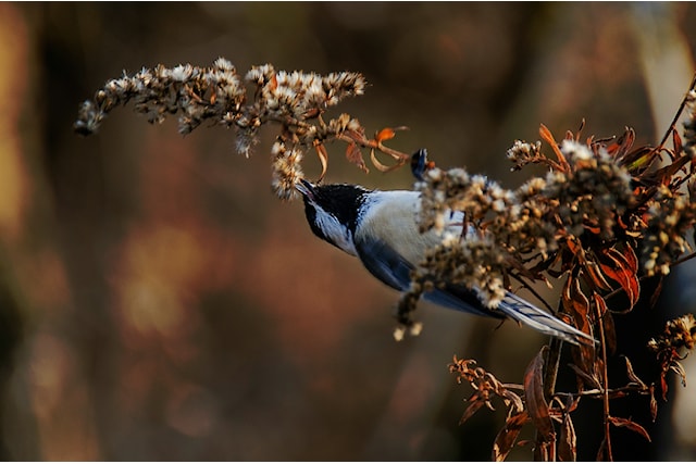 chickadee-snacking_small