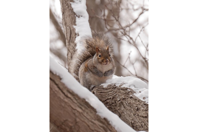 arb-squirrel-winter