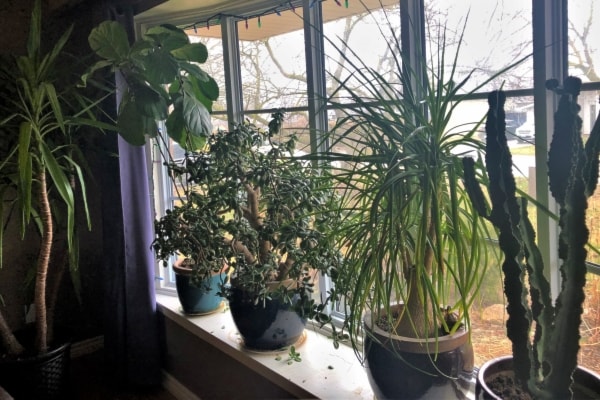 indoor-plants_JV_600x400