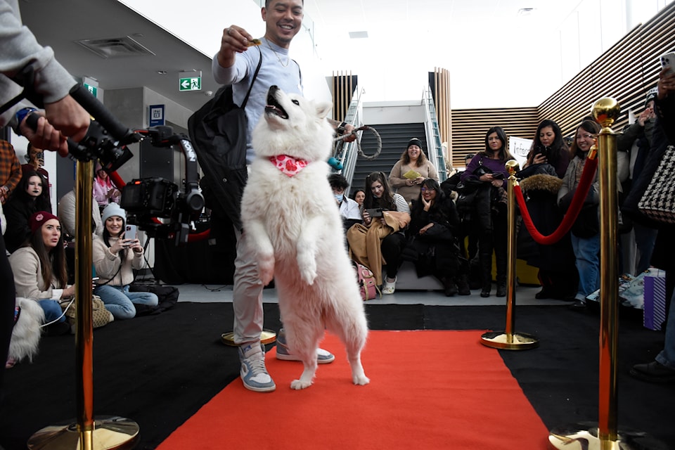 A dog walking down the runway and showing off his skills by jumping to get the ball.