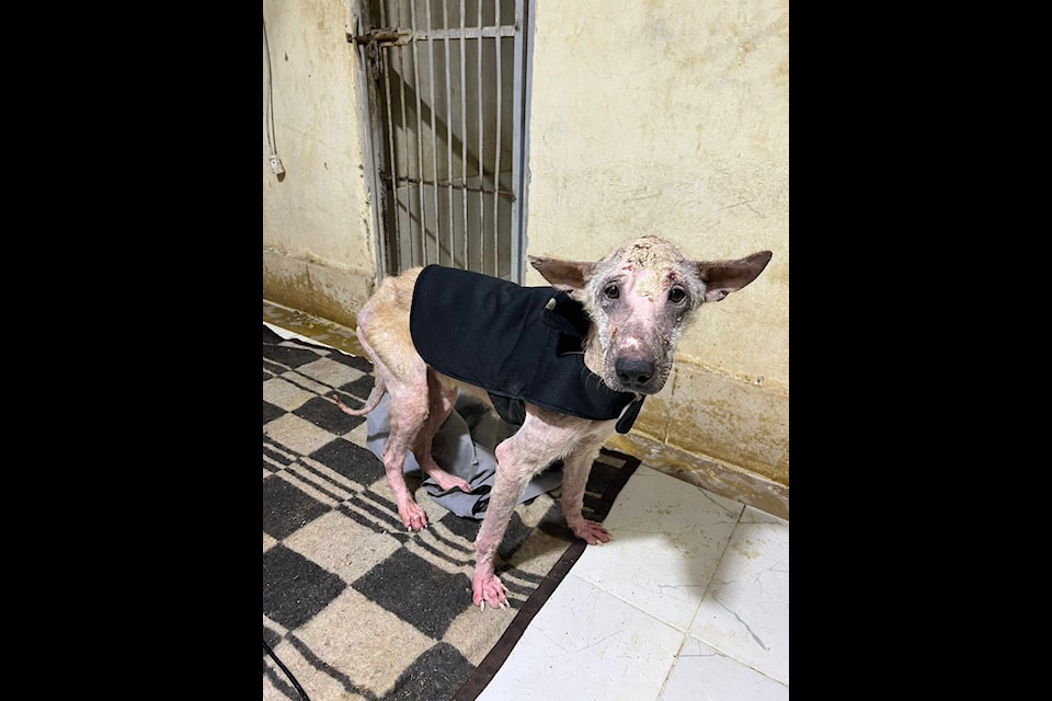 A skinny dog in a Cairo shelter embracing the warmth of a coat donated by Canadians with the help of Golden Rescue.