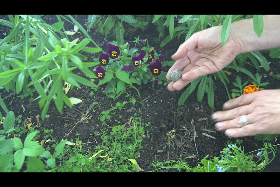 Reis adds seed bombs to Kensington Market's Garden Car.