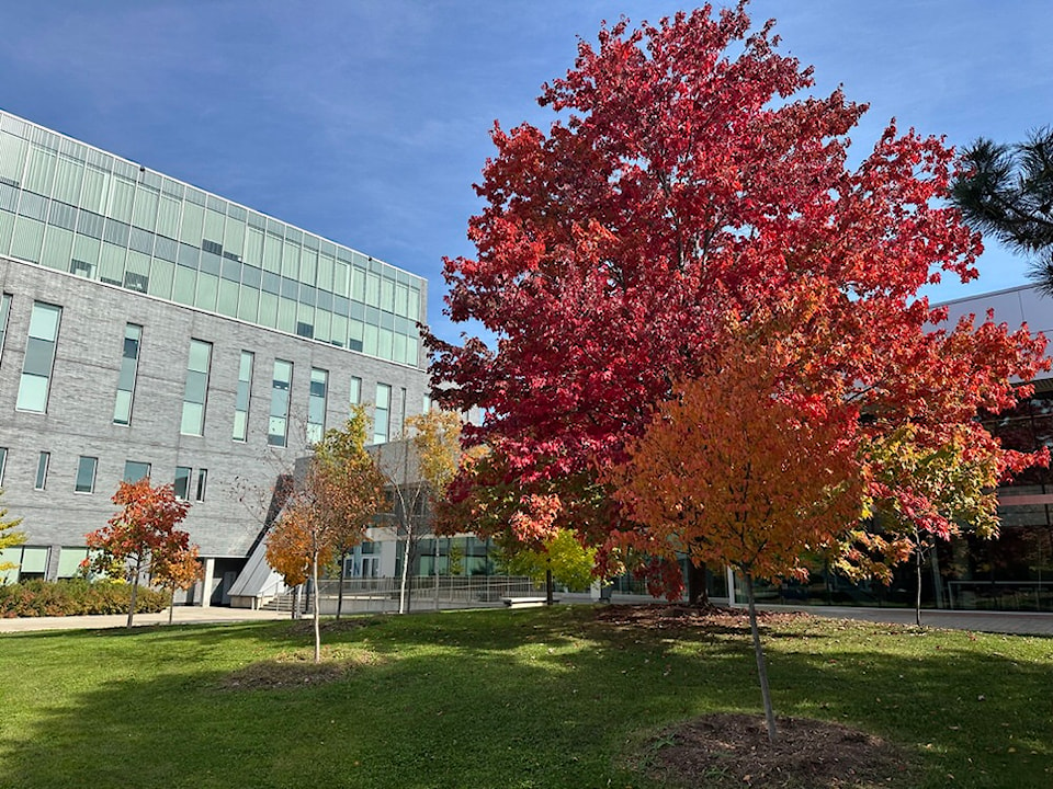 fall-colours-on-campus